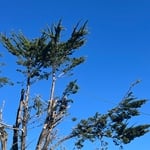 Tree Service Project