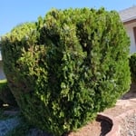 Leaf Removal Project