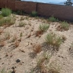 Leaf Removal Project