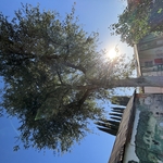 Hazard Oak Tree Removal