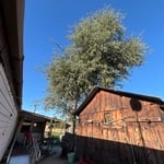 Hazard Oak Tree Removal