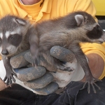 Raccoon young