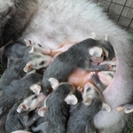 Opossum young