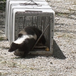 Skunk release