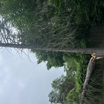 Tree Service Project