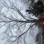 Tree Service Project