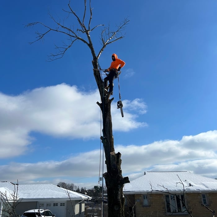 Tree Service Project