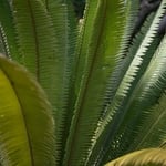 Cycad