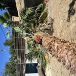 Tree Service Project