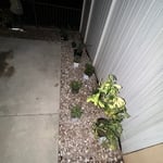 Replaced front and some of back yard with rock