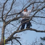 Fall/Winter Oak Pruning