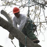 Rigging a 20 inch limb over a garden