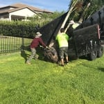 Arrival of triple Foxtail Palm