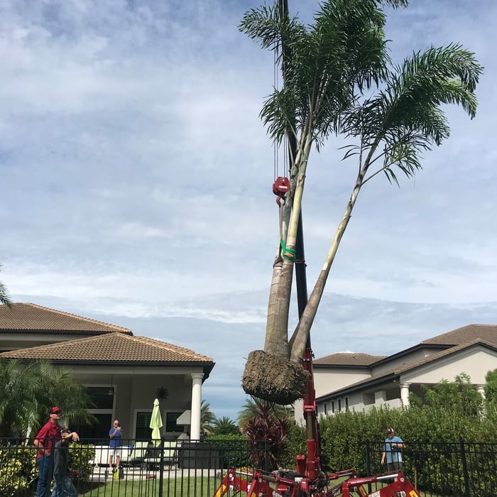 Lifting Triple Foxtail into position