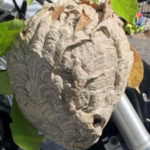 Large nest