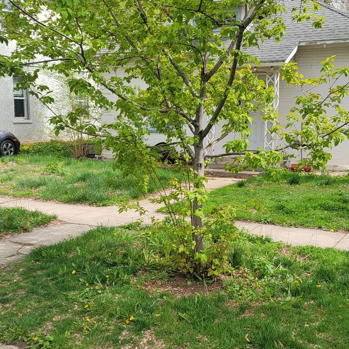 Landscaping Project