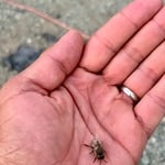 Bee Treatment Service