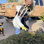 Bee Treatment Service