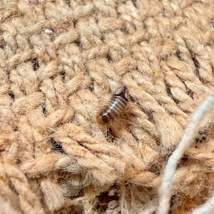 Carpet Beetle Larvae Infestation - Murrieta, CA