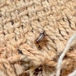 Carpet Beetle Larvae Infestation - Murrieta, CA