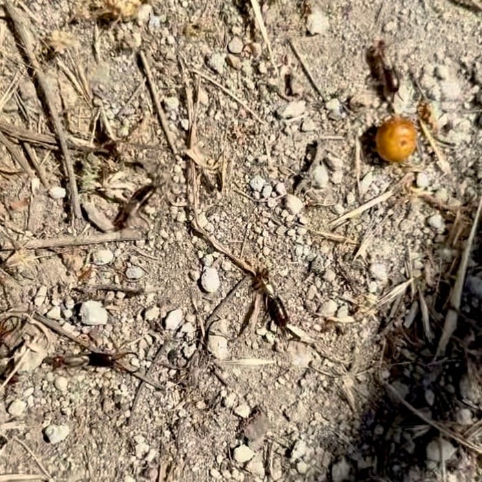 Earwig (Pincher Bug) Control - Winchester, CA