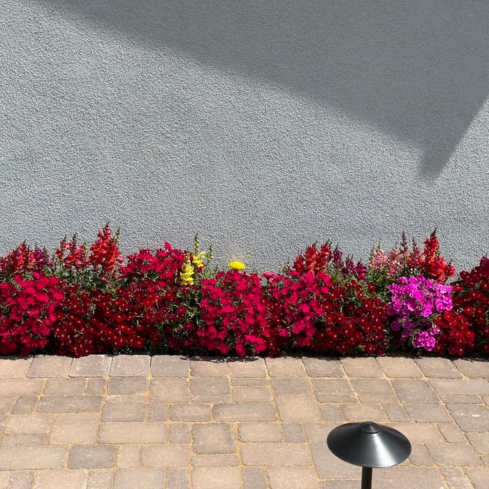 Spring flowers