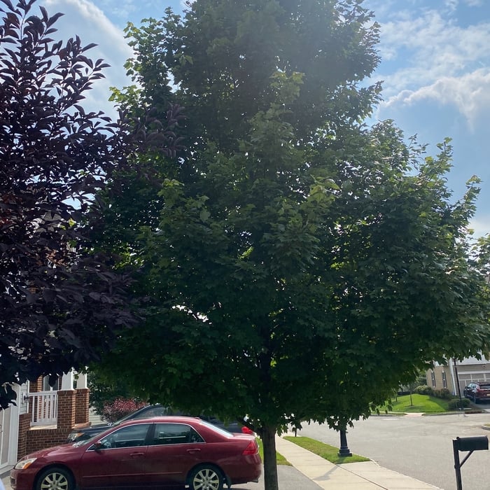 Before pruning