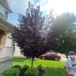 Before pruning