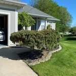 Tree before trimming