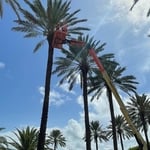 Tree service