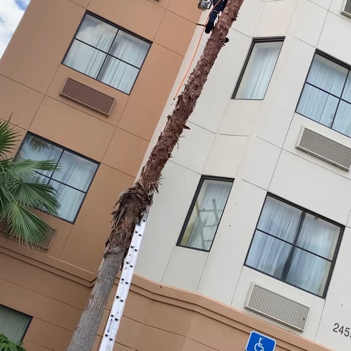 Tree Service