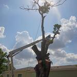 Tree removal