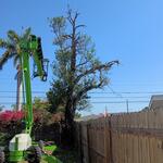 Dead cherry Laurel