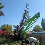 Dead cherry Laurel