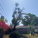 Dead cherry Laurel