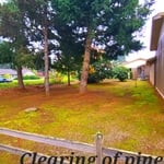 Clearing of pine needles, weeds and brush
