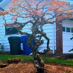 Landscape Clean-up/pruning of bushes and small trees