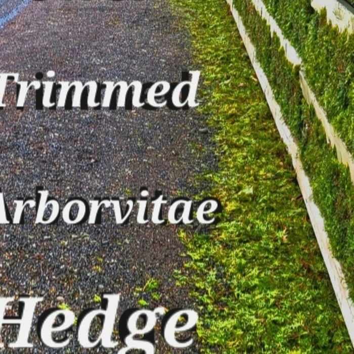 Part of hedge
