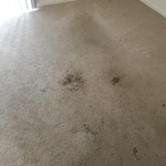 Carpet before the cleaning