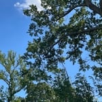 Tree Service Project