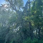Tree Service Project