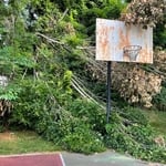 Tree Service Project