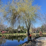 Tree Service Project