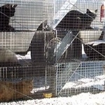 Wildlife Removal and Management