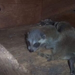 Wildlife Removal and Management