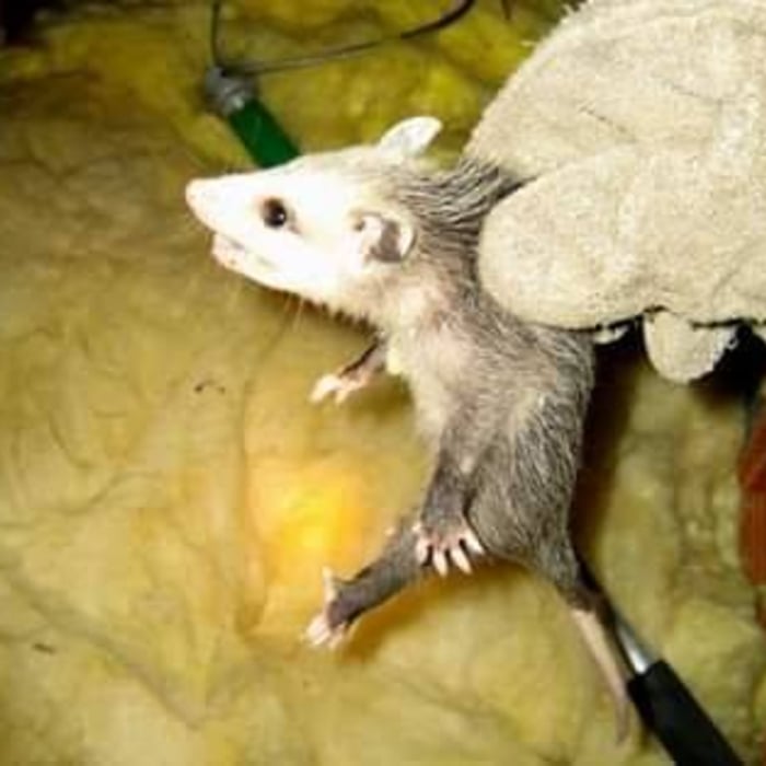 Wildlife Removal and Management