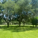 Tree Service Project