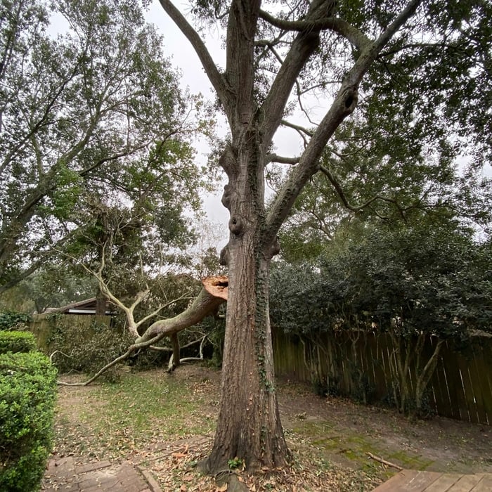 Tree Service Project