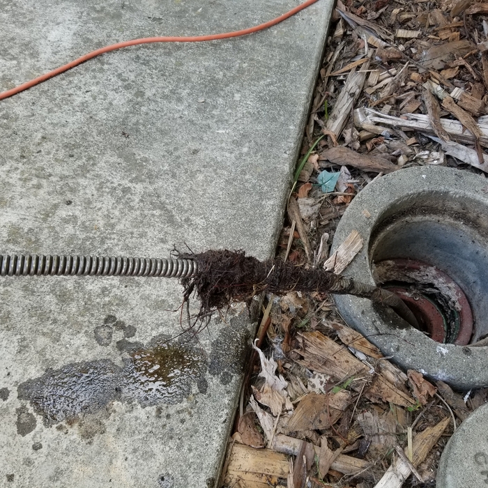 Roots cleaned out of main line