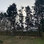Tree removal + stump grinding